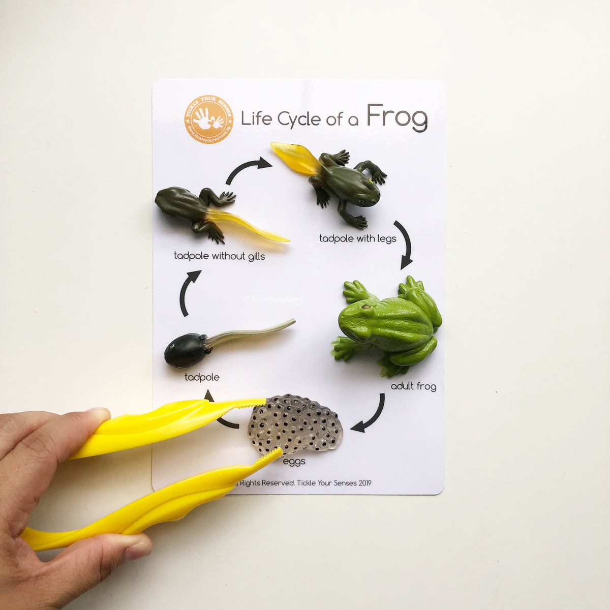 Frog Life Cycle Learning Kit – Tickle Your Senses