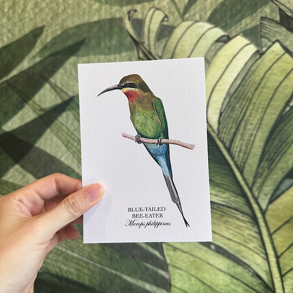 Birds of Singapore Postcards II (Set of 5)
