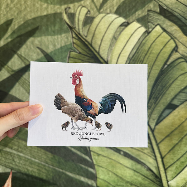 Birds of Singapore Postcards II (Set of 7)