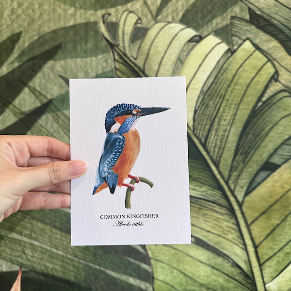 Birds of Singapore Postcards II (Set of 5)