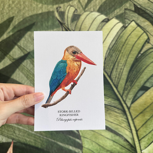 Birds of Singapore Postcards II (Set of 7)