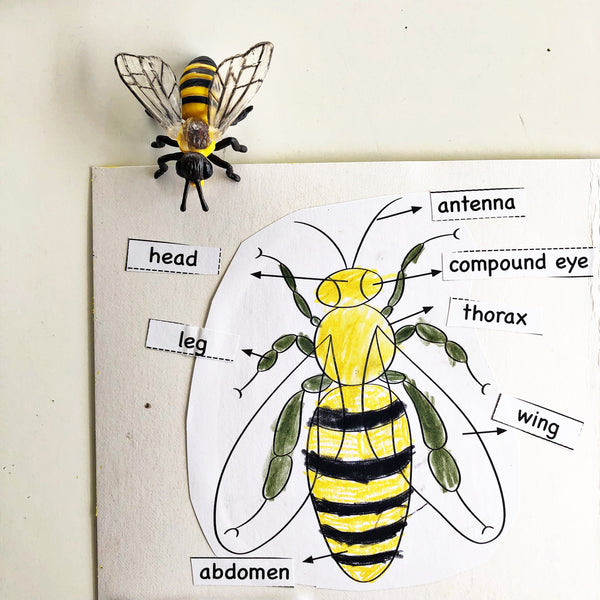 Bees a Buzz Learning Unit - PDF Download