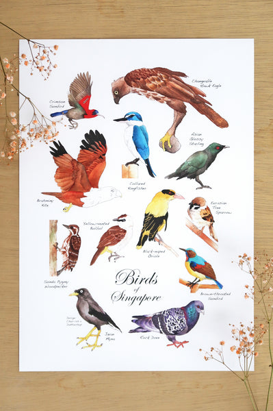 Birds of Singapore Poster