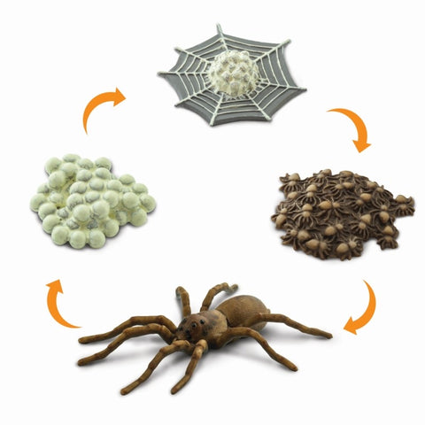Life Cycle of A Spider