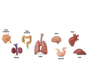Human Organs Toob *educational*